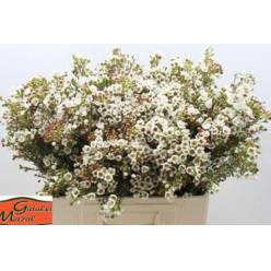 Flor Cera Hol. Un Ella 70cm 40gr "T25"