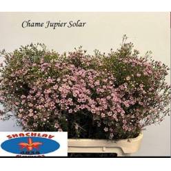 Flor Cera Un Jupiter Solar 80cm 70gr "T25" Rs.