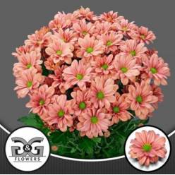 Margarita Hol. Summer Love 90gr Rs.