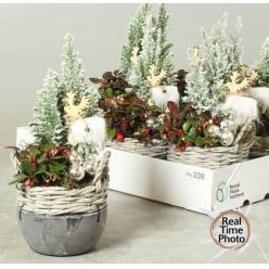 P. Composici�n P. Tuinplanten Navidad 14/35cm "CC6"