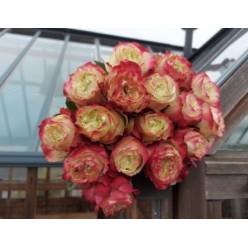 Rosa Ecu. Apple Jack 80cm