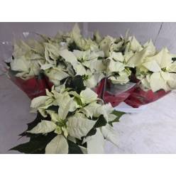 P. Poinsetia P Alaska 11/30cm 4F "CC10"