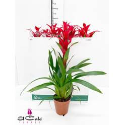 P. Guzmania Rostara Rood 15/60cm x7