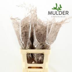 Esparraguera Pintada Champagne 65cm "T50"