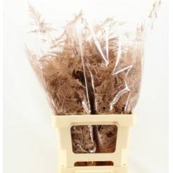 Esparraguera Pintada Cobre 65cm "T50"