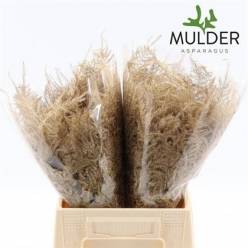 Esparraguera Pintada Antic Oro 45cm "T50"