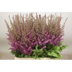 Astilbe Black And Blue 65cm