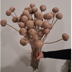 Craspedia Jumbo Pintada Cobre 80cm "T50"