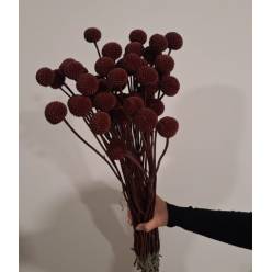 Craspedia Jumbo Pintada Burdeos 80cm "T50"