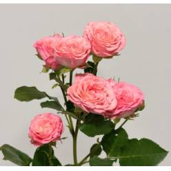 Ramificada Candy Yo-yo 70cm