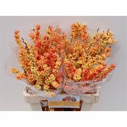 Ilex Ilexia Victoria 40cm