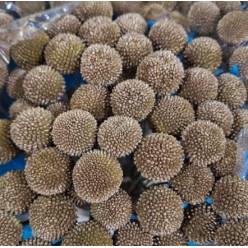 Craspedia Pintada Antic Gold 70cm "T50"