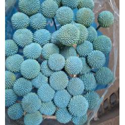 Craspedia Pintada Azul Tourquesa 70cm "T50"