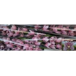 Cymbidium Overig Rosa 100cm