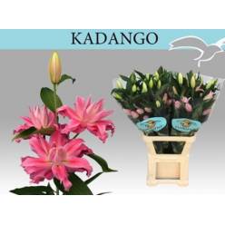 Oriental Hol. Rs. Doble Kadango 85cm 3 fl.