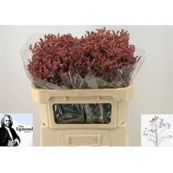 Limonium Hol. Scarlet Diamond 50cm 20gr "T25" Rj
