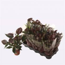 P. Anthurium An C Chocolate 12/40cm x10 4F