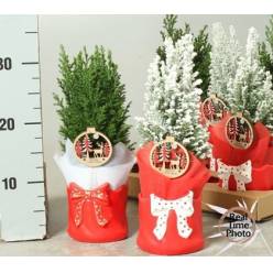 P. Cham. L Ellwoodii Nevado-Decorado 11/30cm x6