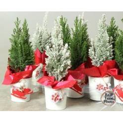 P. Cham. L Ellwoodii Decorado+nieve 10/36cm x10