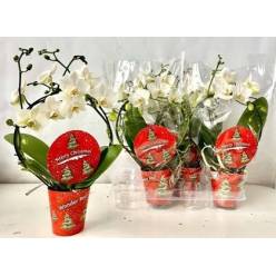 P. Phalaenopsis Ov. Aro White 9/45cm 2T x6