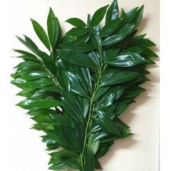 Coculus 70cm (7 Dias - 2)