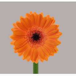 Gerbera Mini Hol. Bison Nj. "T20" (7 Dias - 2)