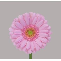Gerbera Mini Hol. Kimsey Rs. "T20" (7 Dias - 2)