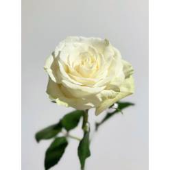 Rosa Ecu. Mondial 40cm (7 Dias - 2)