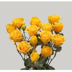 Ramificada Mariah 40cm Am (7 Dias - 2)