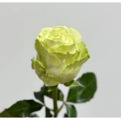 Rosa Ecu. Wasabi 50cm (7 Dias - 2)