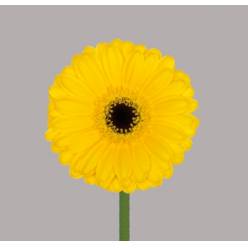 Gerbera Mini Hol. Pacman Am. "T20" (7 Dias - 2)