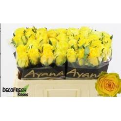 Rosa Hol. Golden Smile 50cm Am. (7 Dias - 2)