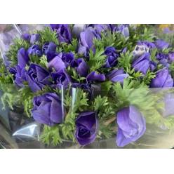 Anemona Italia Mistral Azul 45cm "Extra" (7 Dias - 2)