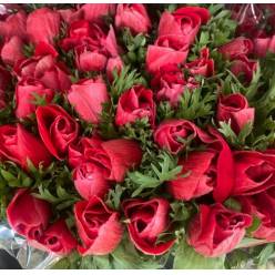 Anemona Italia Mistral Roja 45cm "Extra" (7 Dias - 2)