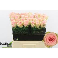 Rosa Hol. Tango 60cm Rs. (7 Dias - 2)