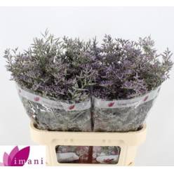 Limonium Hol. Skylight 70cm 25gr "T25" Az. (7 Dias - 2)