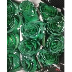 Rosa  Ecu. Tintada Conf Green 60cm (7 Dias - 2)