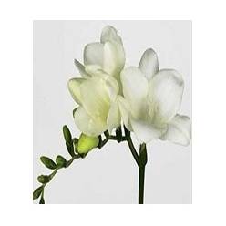 Fresia Hol. Ambiance 50cm 15gr "T50" (7 Dias - 2)