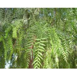 Falsa pimienta (7 Dias - 2)