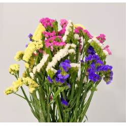 Statice Nac. Harlekin 70cm (7 Dias - 2)