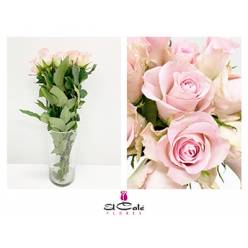 Rosa Hol. Bisou 40cm Rs. (7 Dias - 2)