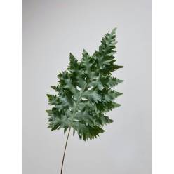 Helecho Rucula Fern "EXTRA" (7 Dias - 2)