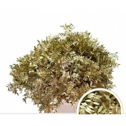 Mata Lentisco Pint. Oro 50cm "T50"