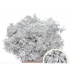 Mata Lentisco Pint. Blanco 50cm "T50"