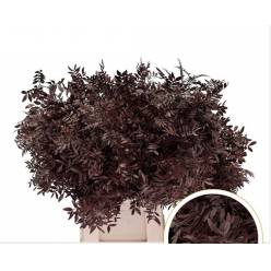 Mata Lentisco Pint. Burdeos 50cm "T50"