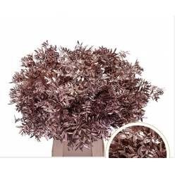 Mata Lentisco Pint. Champagne 50cm "T50"