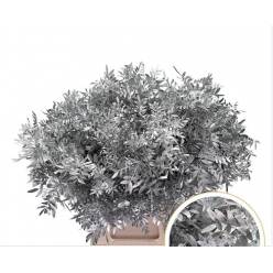 Mata Lentisco Pint. Plata 50cm "T50"