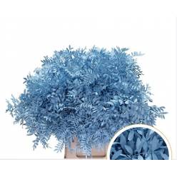 Mata Lentisco Pint. Azul 50cm "T50"