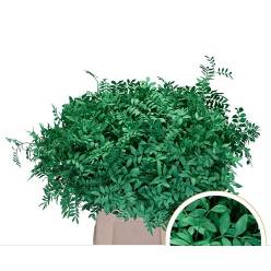 Mata Lentisco Pint. Verde 50cm "T50"