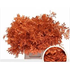 Mata Lentisco Pint. Naranja 50cm "T50"